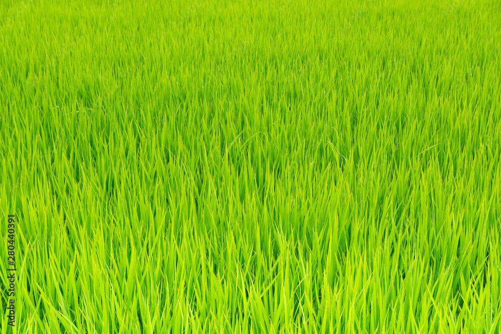 夏の水田