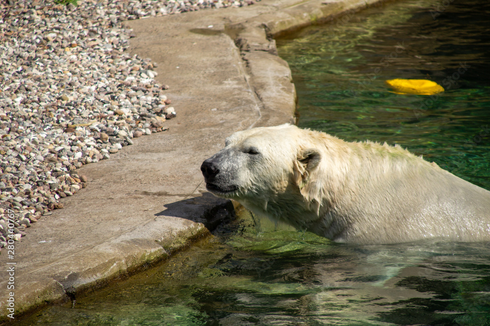 Fototapeta premium Eisbär