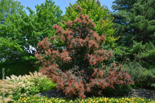 Cotinus coggygria,  Rhus cotinus, the European smoketree, Eurasian smoketree, smoke tree, smoke bush, or dyer's sumach is a species of flowering plant in the family 