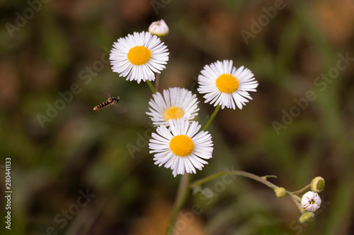 Field chamomile, bee