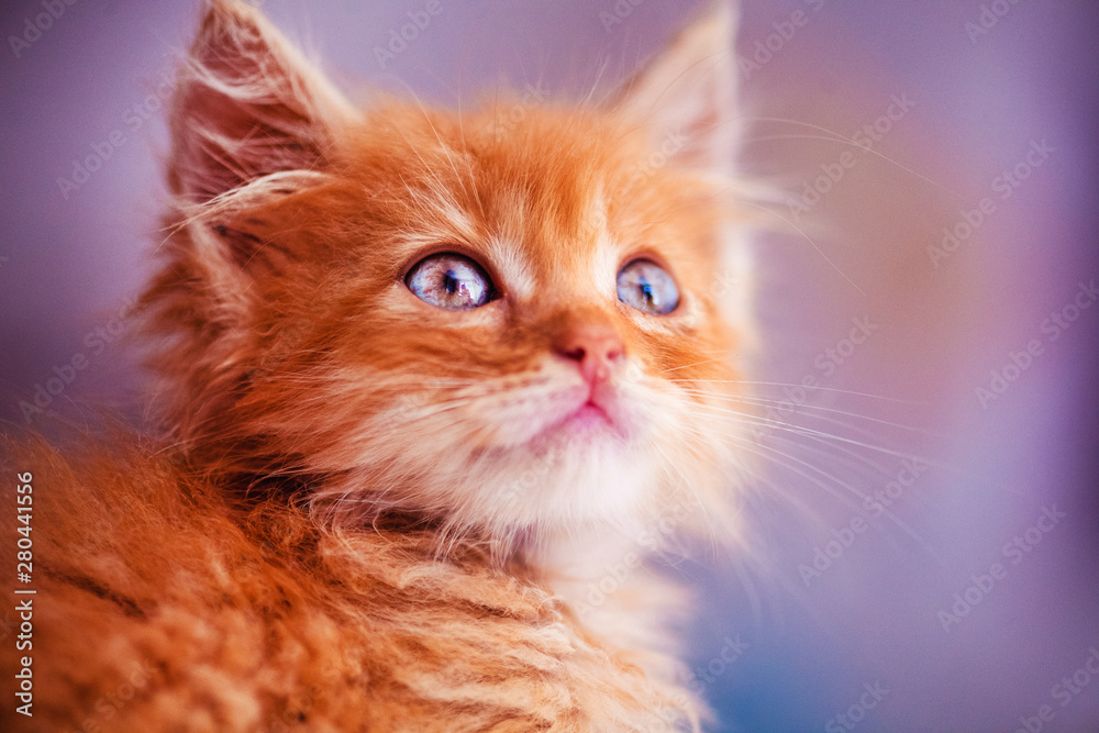 Cute little red kitten with amazing blue eyes. Beautiful portrait. Animal world.