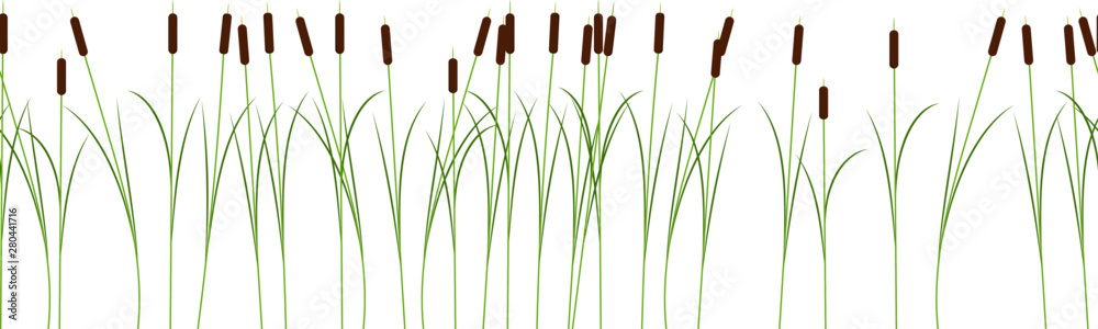 Thin reed stalks plant seamless pattern on white background - obrazy, fototapety, plakaty 