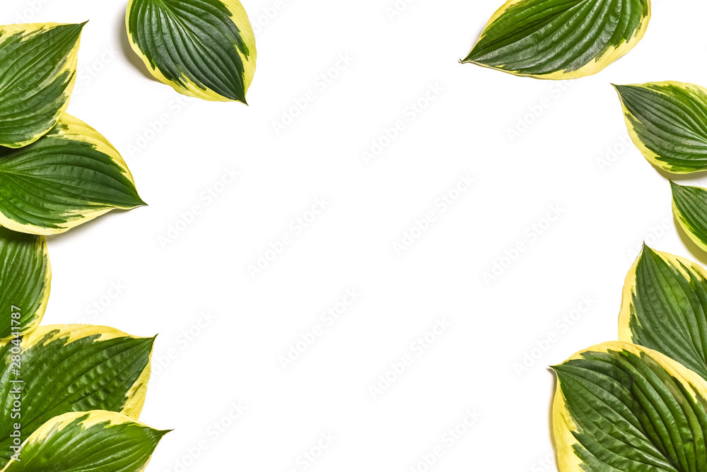 Fototapeta premium Tropical background. Hosta plantaginea leaves isolated on white background. minimal layout, summer concept. White background with green leaves, top view flat composition. frame of green leaves