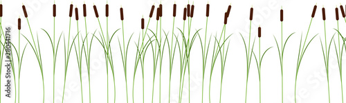 Thin reed stalks plant seamless pattern on white background photo