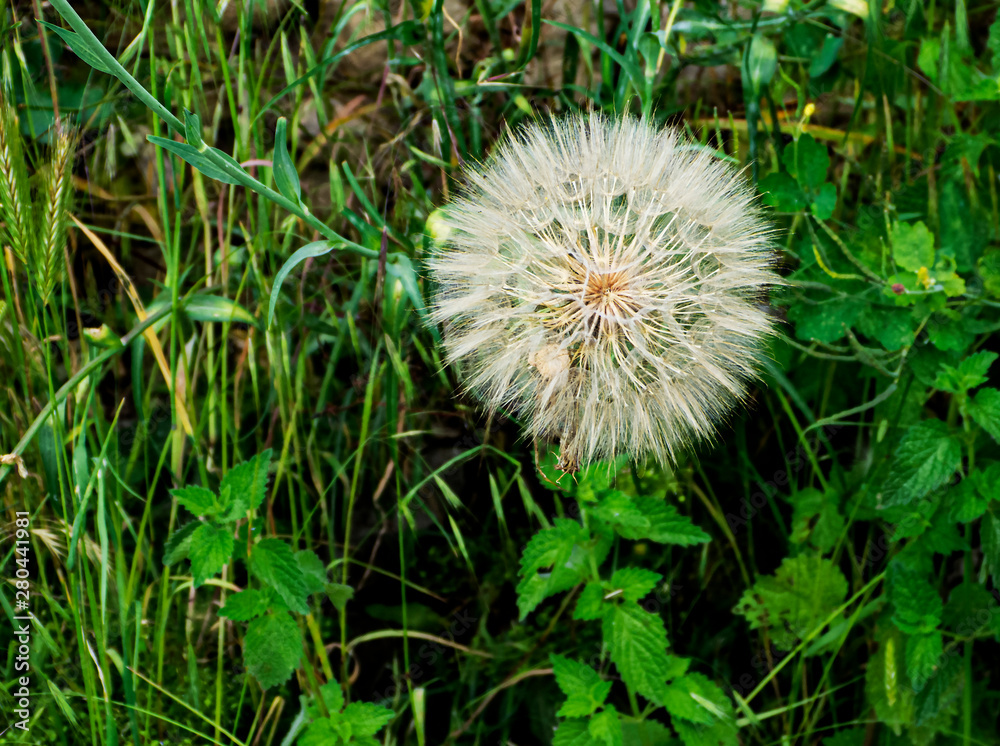 wild and garden plants, flowers, trees wild and garden plants, flowers, trees