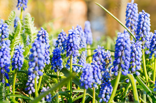 Purple flowers during beginning of spring in closeup with direct sunlight.