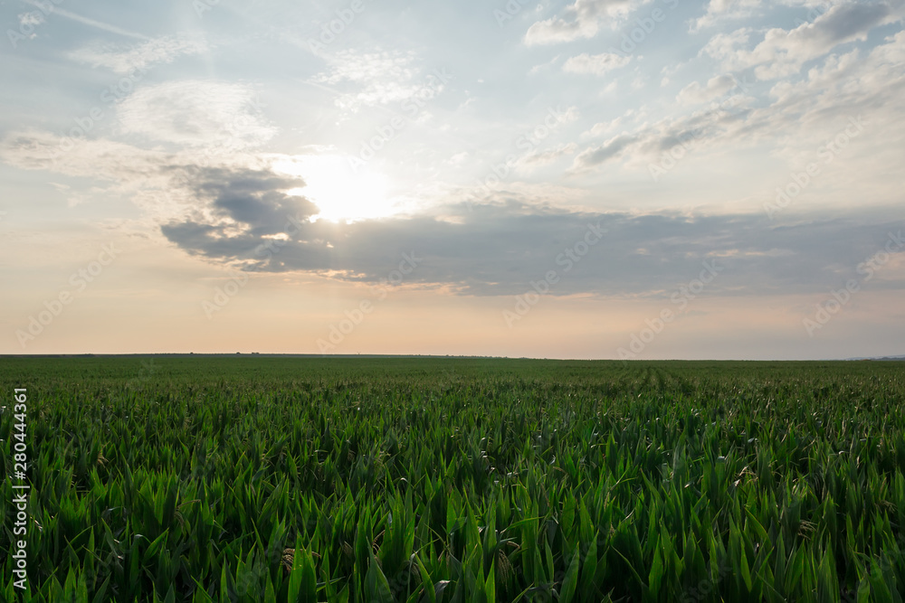 Corn field at sunrise, agriculture concept, south moravia, Czech republic