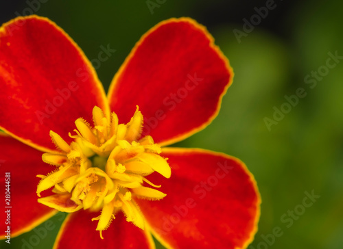 Blooming bright flower marigold on a background of blurred green