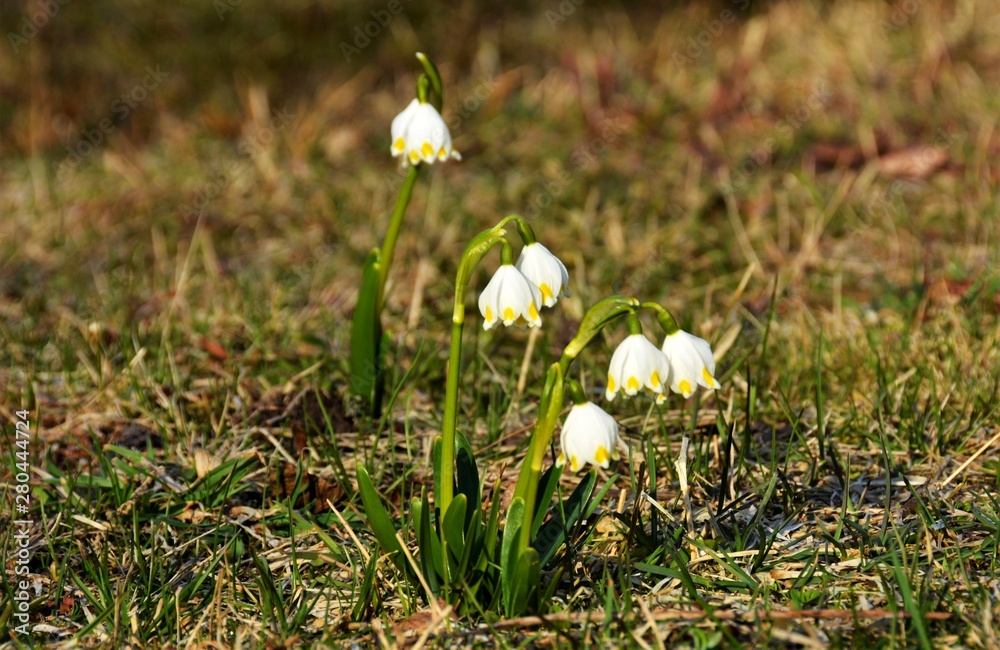 A group of snowdrops in the forest A group of snowdrops in the forest