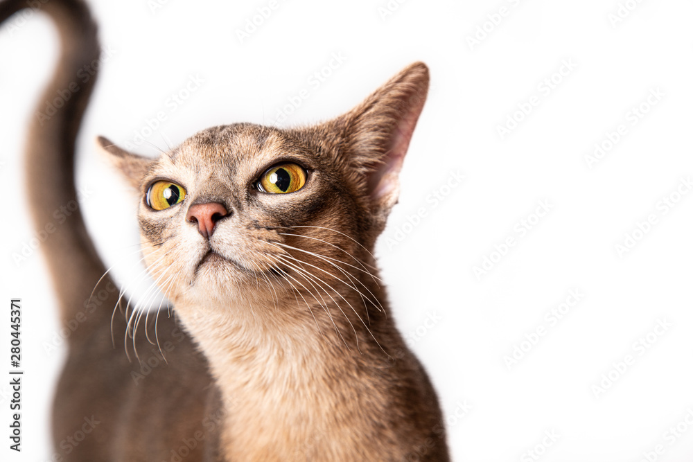 Portrait of young blue abyssinian cat isolated on white background