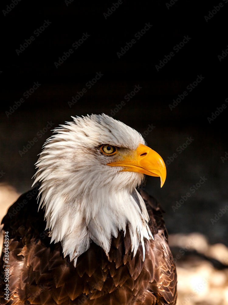 Obraz premium Scharfer Blick