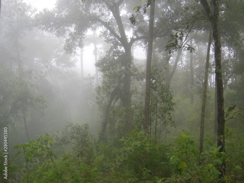 neblina en el bosque 
