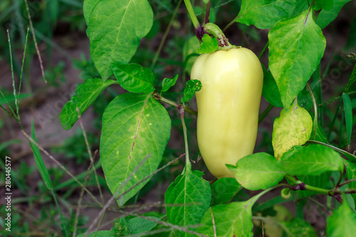 sweet pepper ripens on the bush