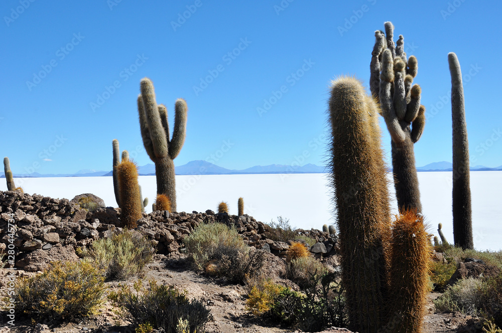 salar de uyuni in potosi to geysers sol de mariana in bolivia