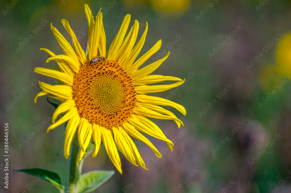 Obraz premium New yellow sunflower on the season meadow