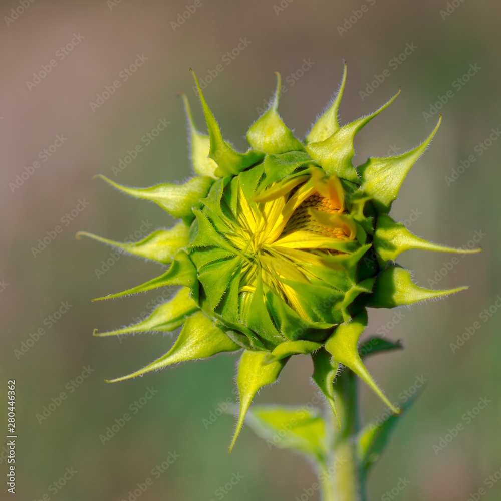 New yellow sunflower on the season meadow New yellow sunflower on the season meadow