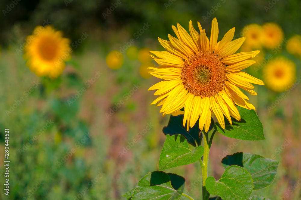 New yellow sunflower on the season meadow New yellow sunflower on the season meadow