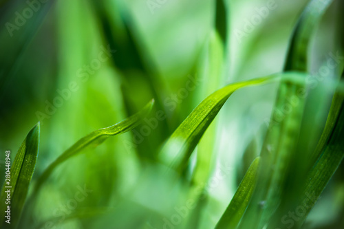 Macro Shot of Green Grass