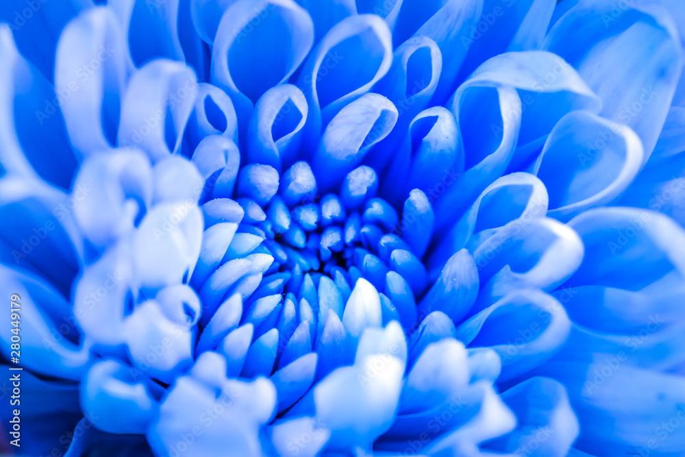 Fullframe Inside of a Blue Chrysanthemum Fullframe Inside of a Blue Chrysanthemum