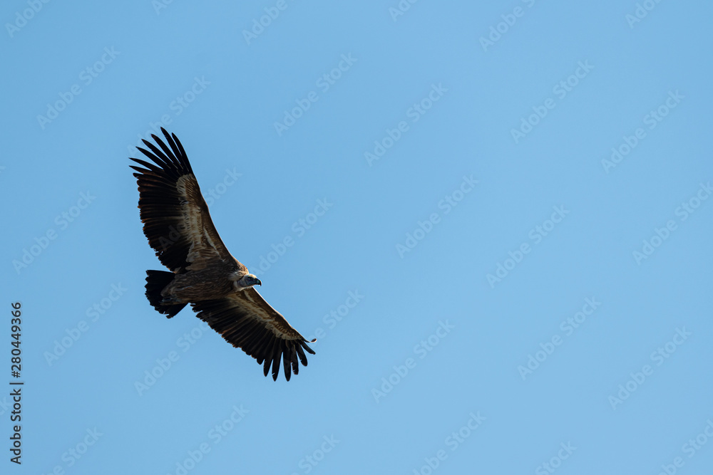 One griffon vulture flying in blue sky One griffon vulture flying in blue sky
