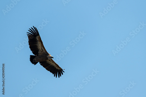 One griffon vulture flying in blue sky © Stefan