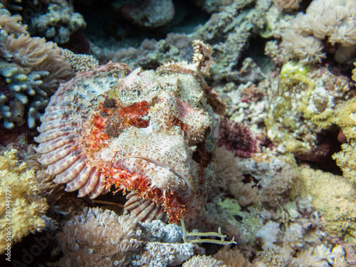A scorpionfish (scorpaena scrofa), an uggly fish perched on the seabed on the shores of Saudi Arabia in the Red Sea