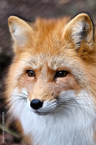Red Fox © Matthias