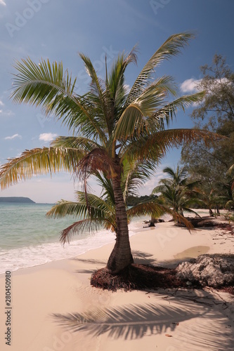 Perfect Beach Palm Tree on the Island of Koh Rong Cambodia