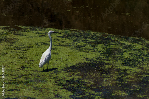 white heron