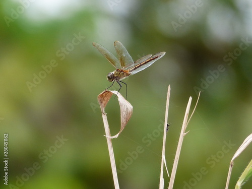 Libelula dragonfly © Flavio