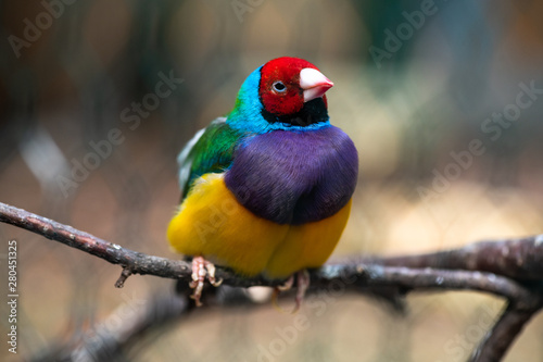 Tableau sur Toile Gouldian rainbow finch bird close up nature birn