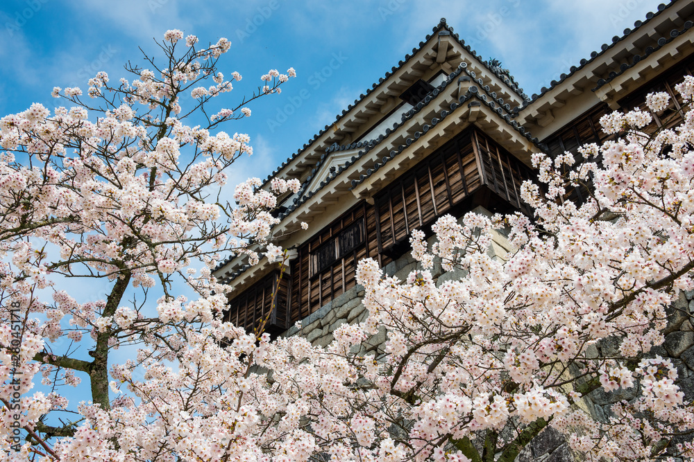 Japan, Shikoku, Matsuyama, view to Matsuyama castle with cherry blossoms in the foreground Japan, Shikoku, Matsuyama, view to Matsuyama castle with cherry blossoms in the foreground