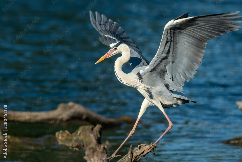 Obraz premium A Grey Heron landing on a wood in the water
