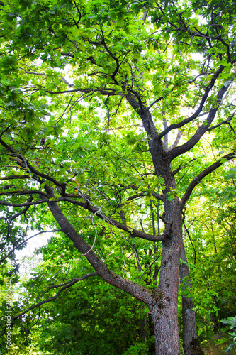 Big oak tree in green summer forest