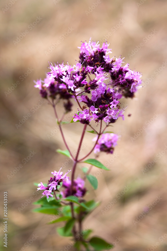 Beautiful wild oregano flowers in a summer meadow Beautiful wild oregano flowers in a summer meadow