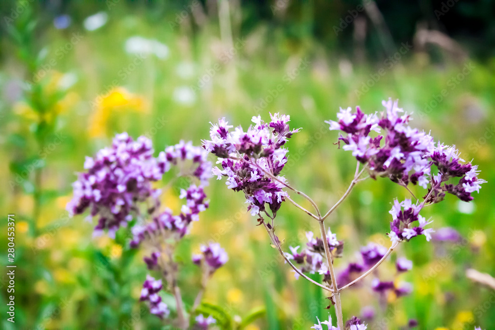 Beautiful wild oregano flowers in a summer meadow Beautiful wild oregano flowers in a summer meadow