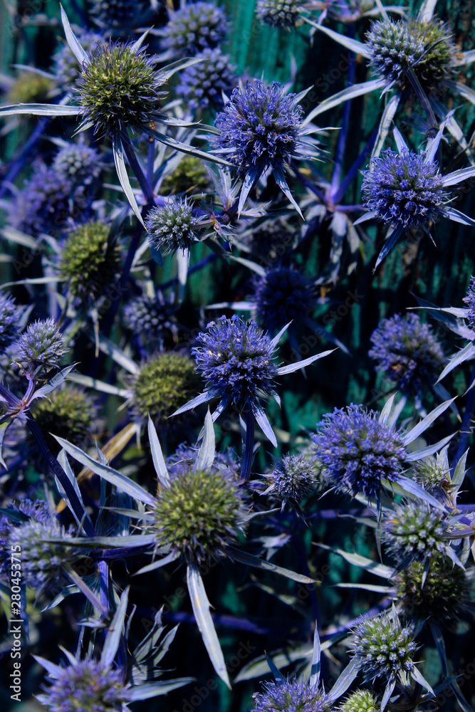 Abstract nature background. Blurred shot of blue plant background. Feverweed close up. Abstract nature background. Blurred shot of blue plant background. Feverweed close up.