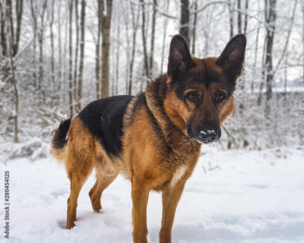 Dog in snow Dog in snow