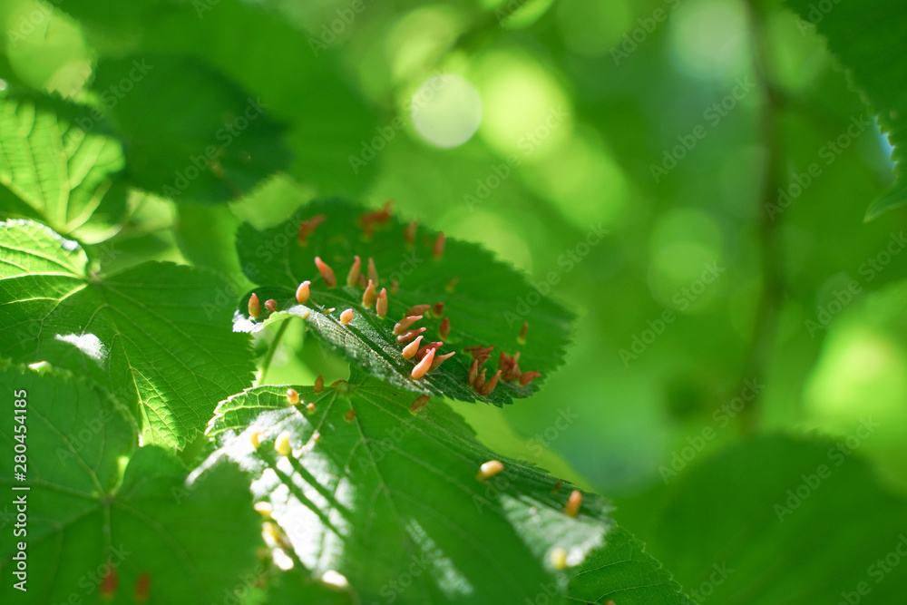 tree leaves affected by aphids. Insect pests and tree deseases. Organic food and agriculture. tree leaves affected by aphids. Insect pests and tree deseases. Organic food and agriculture.