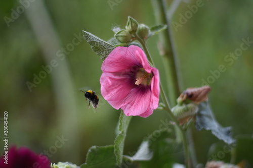 bumblebee on a flower