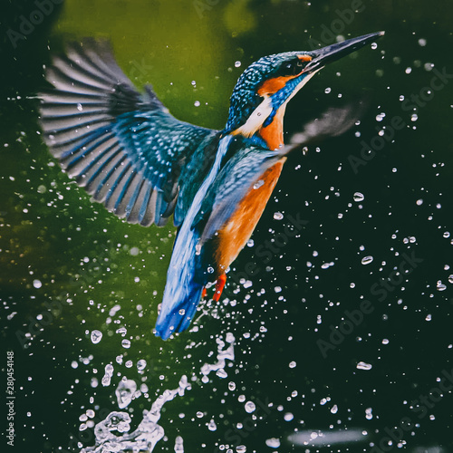 bird in flight © Riccardo