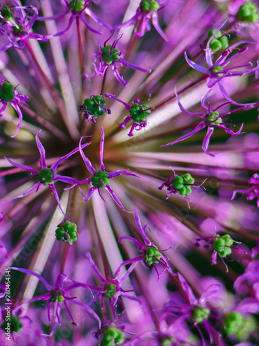  light purple allium flower closeup