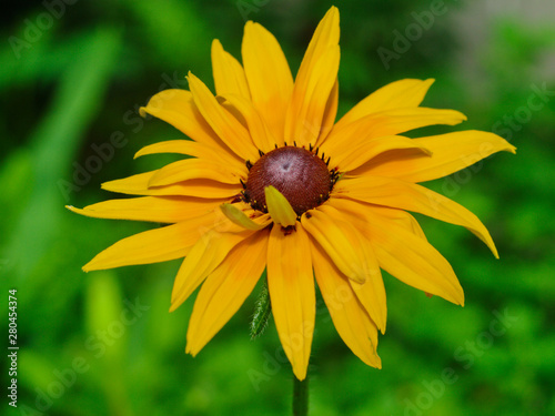  yellow rudbeckia flower on a blurred green background