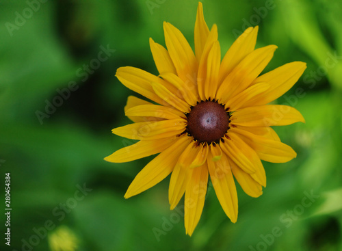  yellow rudbeckia flower on a blurry green background top view