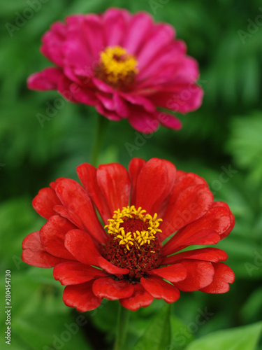  red Zínnia flower on blurred purple flower background