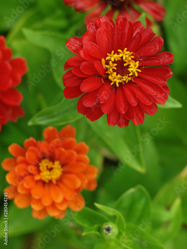  red flower of  Zínnia from the top, on a background of flowers