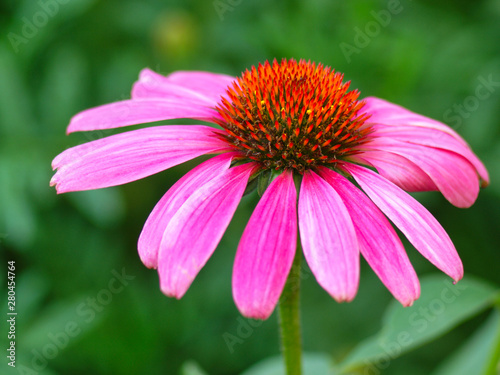  pink echinacea flower close up on green background