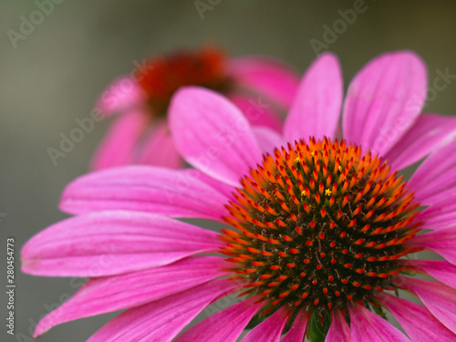  pink echinacea flower close up