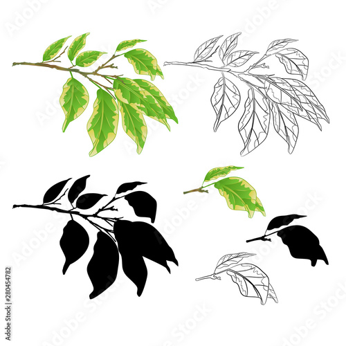 Tropical plant Ficus benjamina Variegated Ficus  branch natural and outline and silhouette on a white background vintage vector illustration  editable hand draw