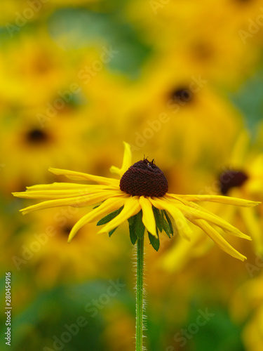  yellow rudbeckia flower on a yellow-green background vertical arrangement